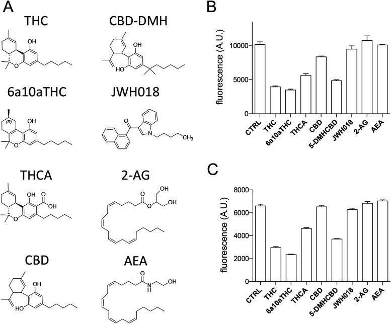 End-point assays of compounds tested.(A) Chemical representation of Δ9-trans-tetrahydrocannabinol (THC), cannabidiol-dimethylheptyl (CBD-DMH), 9(R)-Δ6a,10a-THC (6a10aTHC), JWH018, tetrahydrocannabinolic acid, 2-arachidonoylglycerol, cannabidiol (CBD), and anandamide. (B, C) End-point assay for (B) ATX-β and (C) ATX-ɣ inhibition with various cannabinoids and endocannabinoids. All error bars represent the SEM (n = 3). (B, C) Activity rate of 99 and 65 mMol end product/mM ATX/min has been found for (B, C), respectively. ANOVA comparison between CTRL and other conditions showed statistically significant differences for THC, 6a10aTHC, tetrahydrocannabinolic acid, CBD, and 5-DMH-CBD for ATX-β and ATX-γ inhibition (P < 0.005). ATX was not significantly inhibited by JWH018, anandamide, and 2-arachidonoylglycerol (P > 0.005).