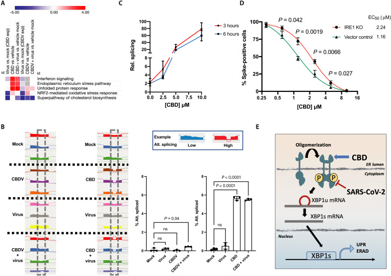 CBD promotes host cell ER stress responses and IRE1α/XBP1 splicing, and IRE1α contributes to antiviral CBD activity.A549-ACE2 cells were infected with SARS-CoV-2 at an MOI of 3 with or without CBD or CBDV treatment at 10 μM (A and B) or as indicated (C) for 24 hours (A and B) or as indicated (C). (A) Heatmap of predicted pathway activation based on Ingenuity analysis of activation z scores for each pathway and each comparison. Red: Pathway is activated. Blue: Pathway is inhibited. White: Pathway is unchanged. Gray: No prediction due to lack of significance. NRF2, nuclear factor erythroid 2-related factor 2. (B) Analysis of XBP1 splicing by the IRE1α RNase. Reads representing spliced or unspliced XBP1 were identified and quantified for cells that were mock-treated, SARS-CoV-2–treated, or treated with CBD or CBDV either alone or in the presence of virus (left). Percentage of alternatively spliced reads for the RNA-seq samples were plotted, and unpaired t tests were performed comparing each experiment’s mock samples to other samples (right). ns, not significant. (C) A549-ACE2 cells were treated by indicated concentrations of CBD for 3 and 6 hours. Relationship between CBD concentration and XBP1 splicing was determined by qRT-PCR. (D) Effect of IRE1α on dose response for antiviral activity of CBD. A549-ACE2 or A549-ACE2 cells lacking IRE1α (IRE1 KO) were treated with indicated doses of CBD, followed by infection with SARS-CoV-2 at an MOI of 0.5 for 48 hours. The cells were stained for spike protein, and the percentage of cells expressing the spike protein in each condition was plotted. EC50 values are indicated. Unpaired t tests were performed at each concentration and significant P values were shown. This is representative of three independent experiments (composite EC50 1.7 versus 1.2, P < 0.05). (E) Schematic illustrating effect of CBD and SARS-CoV-2 on IRE1α RNase activity and XBP1 splicing. ERAD, ER-associated degradation.