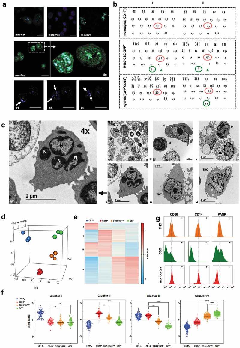 Fused-cells exhibit a patent entity.