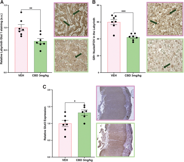In utero exposure to 3 mg/kg CBD alters glucose transporters at E19.5 compared with VEH control. (A) Relative labyrinth Glut1 staining. (B) Labyrinth GR+ nuclei. (C) Relative placental Glut3 staining. Histological representation images 400×magnification (A, B); 40×magnification (C), green arrows identify positive staining. Graphs present mean±SEM. Significance: Student's t-test (*p<0.05, **p<0.01, ***p<0.001). GR, glucocorticoid receptor.
