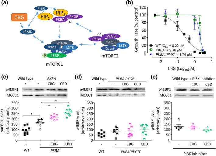 Phytocannabinoid effects on cell growth and mTORC1 activation are dependent upon PKB and PI3K activity in D. discoideum. (a) Regulation of mTORC1 activity occurs through a complex pathway, including PI3K and PKB (in D. discoideum: PKBA and PKGB), and with multiple components shared between mTORC1 and mTORC2 complexes. (b) Assessing CBG‐dependent growth sensitivity following loss of PKBA (in PKBA − ; n = 7) and following overexpression of IPMK (PKBA − : IPMK + ; n = 5) showed that ablation of PKB and additional overexpression of IPMK resulted in significantly elevated IC50 compared with WT cells (n = 10) (p ≤ 0.05). Data were not normally distributed with Shapiro–Wilk's test; therefore, a Kruskal–Wallis test with Dunn's multiple comparison post‐test was carried out to determine significance; Kruskal–Wallis statistic = 10.59. Graphs show mean ± SEM and significance was tested against WT control and PKBA − or PKBA − PKGB ‐ . (c–e) To assess mTORC1 activity, cells were treated with either solvent (−) or CBG or CBD (0.25 μM) for 1 h and cells were analysed by western blot for phosphorylation of 4EBP1, with loading control (MCCC1), in (c) the absence of PKBA, in (d) the absence of PKBA and PKGB activity and in (e) the absence of PI3K activity, where WT cells were treated with a specific PI3K inhibitor (LY294002: 60 μM). (c, d) Data were normally distributed with Shapiro–Wilk's test and significance provided by one‐way ANOVA with Bonferroni's multiple comparison test. (c) PKBA − cells had a significantly higher level of p4EBP1 than WT cells and both CBG and CBD caused a significant increased level of p4EBP1 compared with vehicle treatment (n = 8), *p ≤ 0.05; DF:3,28, F = 43.1. (d) PKBA − PKGB − cells showed no change in level of p4EBP1 (n = 8); DF:3,27, F = 1.4. (e) In the presence of PI3K inhibitor, cells showed no change in level of p4EBP1 (n = 5). The data were not normally distributed according to the Shapiro–Wilk's test and no significance was found by the Kruskal–Wallis test with Dunn's multiple comparison post‐test