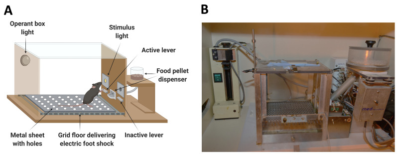Operant self-administration chamber.(A) Diagram of the operant chamber. The operant chamber is equipped with two nose pokes (active and inactive), a stimulus light, and an infusion pump. The chamber floor is a grid that delivers electric foot shocks during the shock test session. (B) General view of the operant box with the box light, the active nose poke, the cue-light, the grid floor that delivers electric foot shocks, and the infusion pump for drug delivery.
