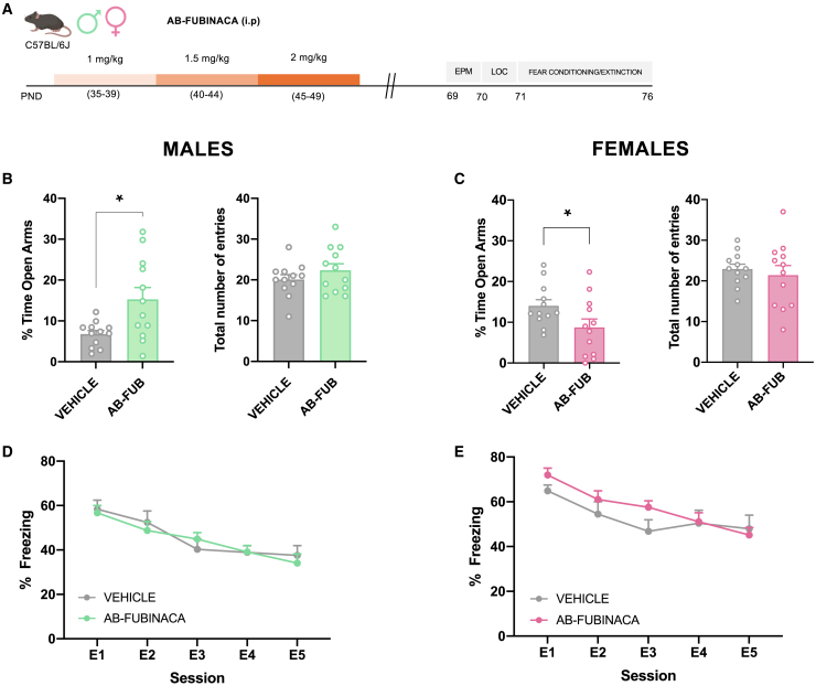 AB-FUBINACA treatment during adolescence alters anxiety-like behavior in a sex-dependent manner(A) Schematic representation of experimental design.(B–E) Effects of adolescent exposure to AB-FUBINACA (PND 35–39: 1 mg/kg, PND 40–44: 1.5 mg/kg, and PND 45–49: 2 mg/kg) or vehicle in anxiety-like behavior in the EPM (B, C) and fear extinction (D, E) in male (B, D) and female (C, E) mice (n = 12 mice per group). Percentage of time spent in the open arm and total number of entries are shown for the EPM. Time course of the freezing levels scored during cued fear extinction trials is shown for fear memory processing. Data are expressed as mean ± SEM. ∗p < 0.05 (comparison between AB-FUBINACA and vehicle; Student’s t test). PND postnatal day, EPM elevated plus maze, LOC locomotion, E1-E5 extinction trials.