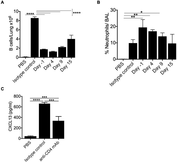 CD4+ T cells control optimal B cell recruitment to the lung in BeO-exposed HLA-DP2 Tg mice. HLA-DP2 FVB/N Tg mice were sensitized with BeO on days 0, 1, and 2. Mice were treated with either PBS, an isotype control antibody, or an anti-CD4 monoclonal antibody (100 μg) one day before the experiment (d-1), day 4, day 9, or day 15. (A) Total B cells in the lungs on day 21. (B) Percent neutrophils in the BAL on day 21. (C) CXCL13 levels were examined in the BALF of BeO-exposed HLA-DP2-Tg mice on day 21, treated with either PBS, an isotype control antibody, or an anti-CD4 monoclonal antibody (100 μg) one day before the experiment. Data are representative of two independent experiments, four mice per group. One-way ANOVA was used to test statistical differences among the groups. P < 0.05 (*) is considered statistically significant. P < 0.05 (*), P < 0.01 (**), P < 0.001 (***), P < 0.0001 (****).