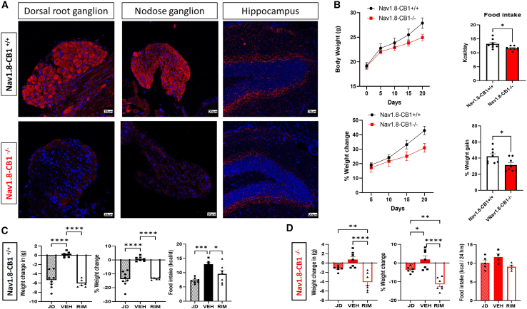 CB1 deletion in sensory neurons eliminates the anorectic effect of cb1 antagonism(A) CB1 immunostaining (red) in thoracic-T10 dorsal root ganglion (DRG), nodose ganglion, and hippocampus of 12-week-old male Nav1.8-Cre+/CB1flox/flox (Nav1.8-CB1+/+) and Nav1.8-Cre−/CB1flox/flox (Nav1.8-CB1−/−) mice. Scale bars, 20 μm.(B) Body weight in (g) over time, average daily food intake in (Kcal/day), % weight change from baseline over time, and % weight gain after 3 weeks (21 days) of HF diet feeding in Nav1.8-CB1+/+ and Nav1.8-CB1−/− male mice.(C and D) Body weight changes (expressed in grams [g] and percent [%]) and average daily food intake (measured over 3 days during week 1) in HF diet-fed (C) Nav1.8-CB1+/+ and (D) Nav1.8-CB1−/− male mice after 15 days of administration of peripherally restricted CB1 antagonist (JD5037) vs. non-restricted CB1 antagonist (Rim) vs. vehicle (Veh). n = 6–8.All results are presented as mean ± SEM (error bars). Student’s t test was used to compare means between two groups, and one-way ANOVA was used to compare means between interventions. Statistical significances are denoted with asterisks as follows: ∗p ≤ 0.05, ∗∗p ≤ 0.01, ∗∗∗p ≤ 0.0001, and ∗∗∗∗p ≤ 0.00001.
