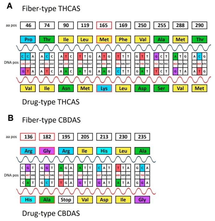Polymorphisms of the nucleotide sequence of tetrahydrocannabinolic acid synthase (THCAS) (A) and cannabidiolic acid synthase (CBDAS) (B) causing amino acid changes in the primary structure of the protein of fiber-type and drug-type genotypes. The diagram shows the amino acid changes involving neutral (black box) and deleterious (red box) mutations of the protein sorted from PROVEAN analysis.