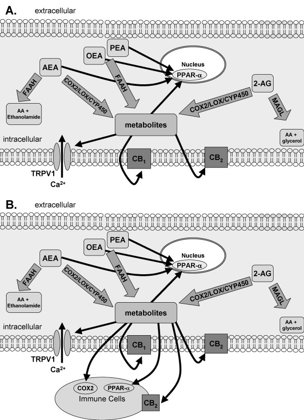 A: The endocannabinoid AEA and related NAEs PEA and OEA are broken down by FAAH, 2-AG is primarily metabolized by MAGL. AEA is a ligand at CB1, CB2 and TRPV1 receptors and the nuclear receptor PPAR-α. OEA and PEA are ligands for PPAR-α. 2-AG is a ligand at CB1and CB2. Both AEA and 2-AG can be metabolized by COX2, LOX and CYP450 to form biologically active metabolites, some of which are ligands for CB1, CB2 and PPAR-α. B: Under pathological conditions, such as inflammatory or neuropathic pain, the presence of infiltrating immune cells or the activation of microglia provides another source of endocannabinoid synthesis and catabolism, as well as providing additional/or alternative receptor sites of action of the endocannabinoids, NAEs and their metabolites.