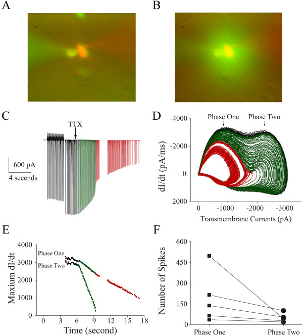 The sensitivity of AISS phase one and phase two to TTX is different. TTX (100 nM) is puffed onto GABAergic neurons after AISS onset through a pipette containing Alex-488 (green) in the ACSF. Whole-cell recording pipette contains standard pipette solution (Methods) plus Alex-568 (red fluorescent). A) illustrates whole-cell recoding (a red cell) before puffing TTX. B) shows whole-cell recording after puffing (green fluorescent around this cell). C) shows a trace of the evoked spikes induced just before AISS expression (black trace in the first part) as well as AISS under the control (black trace) and TTX application (green and red traces), in which whole-cell recording is under the voltage-clamp. The spike amplitudes are reduced from full spikes to spikelets by using TTX. D) shows the phase-plots for these AISS and spikelet waveforms under the control (black traces) and TTX application (green and red traces). Phase two is completely blocked by TTX (green traces), but phase one is not (reds). E) shows dynamical changes in the rising slopes for phase one (green and red symbols) and phase two (green symbols) after TTX application, in which the colors of symbols corresponds to those of traces in panels C ~ D. Phase two is quickly and completely blocked by TTX, but phase one is not. F) shows the number of evoked spikes before the blockades of phase one (square symbols, n = 5) and phase two (round symbols).