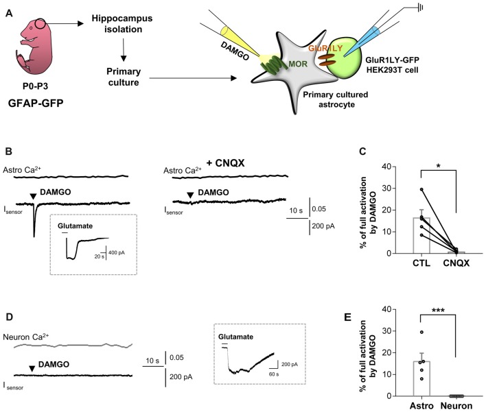 μ-opioid receptor (MOR) activation elicits fast glutamate current from hippocampal astrocytes. (A) Schematic diagram for sniffer-patch with primary cultured hippocampal astrocytes prepared from GFAP-green fluorescent protein (GFP) mouse and GluR1LY-GFP-expressing HEK293T biosensor cells. (B) Ca2+ response (Astro Ca2+) induced by brief (0.1 ms) pressure application of 10 μM [D-Ala2,N-MePhe4,Gly-ol]-enkephalin (DAMGO) from a pipette in acutely dissociated hippocampal astrocyte (upper trace) and simultaneously recorded inward current (Isensor) from GluR1-L497Y expressing HEK293T cells (lower trace). DAMGO-induced inward current was inhibited by cyanquixaline (CNQX; 10 μM) application. Inset figure indicates an example trace of full activation current by bath application of 1 mM glutamate to estimate the total surface expression of GluR1-L497Y. (C) Summary bar graph for DAMGO-induced glutamate current normalized by the full activation current. The data were expressed as means ± SEM. Data from two independent mice. Paired t-test (*P < 0.05). (D) Ca2+ response (Neuron Ca2+) induced by brief (0.1 ms) pressure application of 10 μM DAMGO from a pipette in acutely dissociated hippocampal astrocyte (upper trace) and simultaneously recorded inward current (Isensor) from GluR1-L497Y expressing HEK293T cells (lower trace). Inset figure indicates an example trace of full activation current by bath application of 1 mM glutamate to estimate the total surface expression of GluR1-L497Y. (E) Summary bar graph for DAMGO-induced glutamate current normalized by the full activation current Unpaired t-test (***P < 0.001). The data of astrocytes is identical to the control group in (C). The data were expressed as means ± SEM. Data from two independent mice. Paired t-test (***P < 0.05).