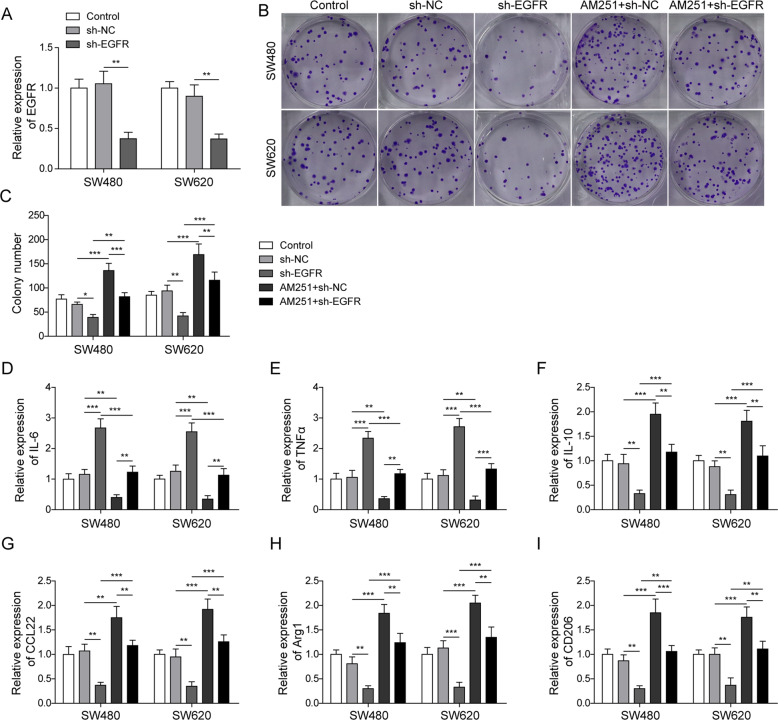 EGFR knockdown reversed the effects of CB1 silencing on tumor cell growth and M2 macrophage polarization.Colorectal cells were transfected with plasmids bearing shRNA against EGFR and simultaneously treated with AM251. Culture medium for these colorectal cells were taken to incubate PMA-induced THP-1 cells. A QPCR analysis showed that sh-EGFR effectively suppressed the expression of EGFR. B, C Colony formation test demonstrated that EGFR knockdown reversed the enhancement in colony formation induced by AM251. D–I QPCR results demonstrated that EGFR knockdown reversed the CB1 inhibition caused decrease in the expression of IL-6 and TNF-α, and increase in IL-10, CCL22, Arg-1 and CD206. *P < 0.05; **P < 0.01; ***P < 0.001.