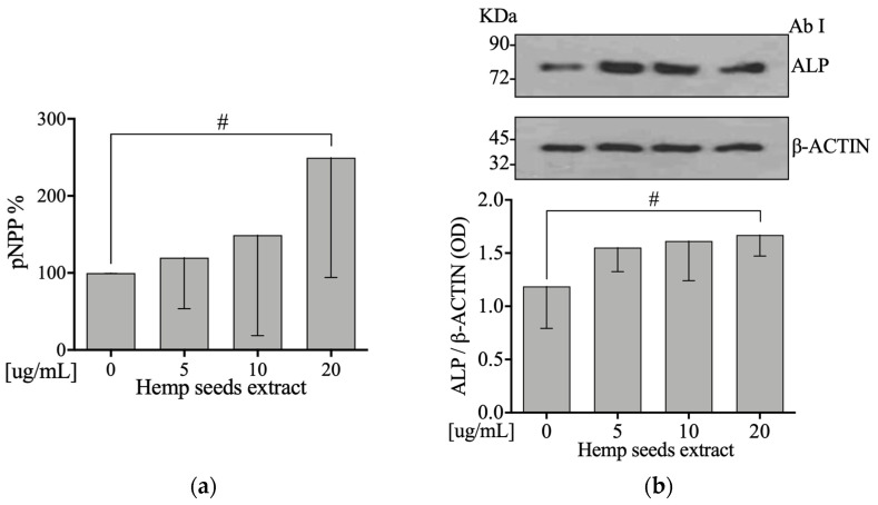 HSE increases activity and protein levels of Alkaline Phosphatase on Saos-2 cells. Semi-confluent cultures of human osteoblast-like cells (Saos-2) were incubated with HSE 5, 10, or 20 µg/mL for 24 hours. (a) ALP activity was measured by pNPP method. (b) Cell proteins were analyzed by Western blotting with antibodies specific to alkaline phosphatase and β-actin. Data are represented as mean ± SD. Statistical analysis: Linear regression # p < 0.05.