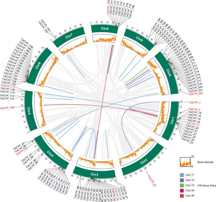 Visualization of clan-specific gene duplication events among C. sativa CYP genes. Duplicated gene pairs are depicted in a circos diagram, with clan-specific color coding corresponding to Figure 2 . Segmental duplications (red labels) span different chromosomes, while tandem duplications (black labels) occur within the same chromosome. Genes undergoing both segmental and tandem duplication are labeled in blue. Light gray lines represent syntenic blocks in the C. sativa genome. The outer track (green) denotes chromosomes, while the inner track (orange) illustrates gene density.