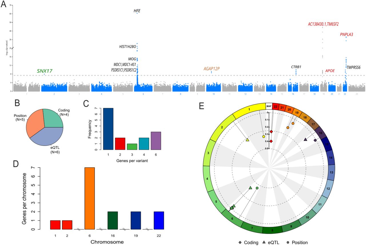 Overview of SNP associations with MRI traits.(A) Manhattan plot illustrating the results of GWAS. The x-axis represents genomic positions across chromosomes, while the y-axis shows the negative logarithm of -log10 (p-values) for each SNP. (B) Positional categories of identified SNPs, including five positional SNPs, four coding SNPs, and six eQTLs. (C) Number of genes affected by each SNP, highlighting pleiotropic effects where a single SNP influences multiple genes. (D) Chromosome-specific distribution of genes affected by SNPs, illustrating the higher density of functionally associated SNPs on certain chromosomes, such as chromosome 6. (E) Circular visualization of SNP allele frequencies across different genomic regions, including coding, regulatory, and non-coding regions.