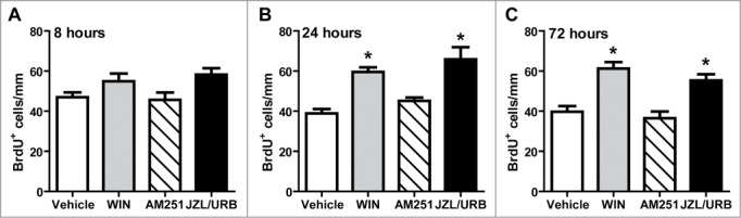 Cannabinoid-induced proliferation is detected up to 72 hours after administration. Adult (6–8 week) male C57BL/6 mice intranasally aspirated vehicle (1% DMSO), CB1 receptor antagonist AM251 (10 μM), CB1/CB2 receptor agonist WIN (10 μM), or JZL/URB (10 μM, 100 μM, respectively), and BrdU (i.p.,18 mg/kg) was injected 3 and 6 hours before tissue collection 8, 24, and 72 hours post-instillation. (A–C) Bar graphs showing quantification of BrdU positive cells (mean ± SEM) (A) 8 hours (B) 24 hours and (C) 72 hours post-treatment in C57BL/6 mice. *, p < 0 .01 vs. vehicle (one way ANOVA followed by Bonferroni multiple comparison test; n = 4 mice/group).