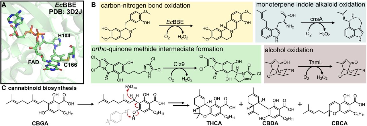 Structure and biochemical diversity of the berberine-bridge like enzyme family. (A) Bicovalent attachment of the flavin co-factor in the titular member of the BBE-like enzyme family. (B) Four general types of chemical reactivity found in the BBE-like enzyme family. (C) Mechanism of cannabinoid formation through BBE-like enzymes in Cannabis.