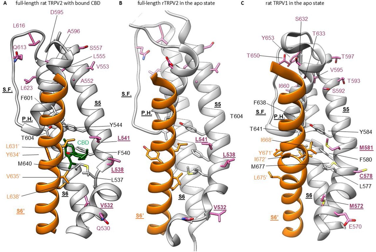 CBD binding site in TRPV2 channels and its conservation in TRPV1 channels. (A)Structure of full-length rTRPV2 in nanodiscs with CBD bound in conformation A (with one CBD per subunit; pdb ID 8FX8). The S6 helix from one subunit is shown in orange, and in the adjacent subunit the S5 and S6 helices, the selectivity filter (S.F.), the pore-helix (P.H.), and the S4-S5 linker helix are shown in grey. Residues near the CBD site are shown in stick representation, and the bound CBD molecule in green. Residues that are similar in rTRPV2 and mTRPV3 channels but different in rTRPV1 channels are shown in purple. (B) Structure of apo full-length rTRPV2 in nanodiscs (pdb ID 6U84) (Pumroy et al., 2019). Same color coding as in A. (C) Structure of apo rTRPV1 (pdb ID 5IRZ) (Gao et al., 2016b) depicting the CBD binding region from rTRPV2. Same color coding as in A and B.