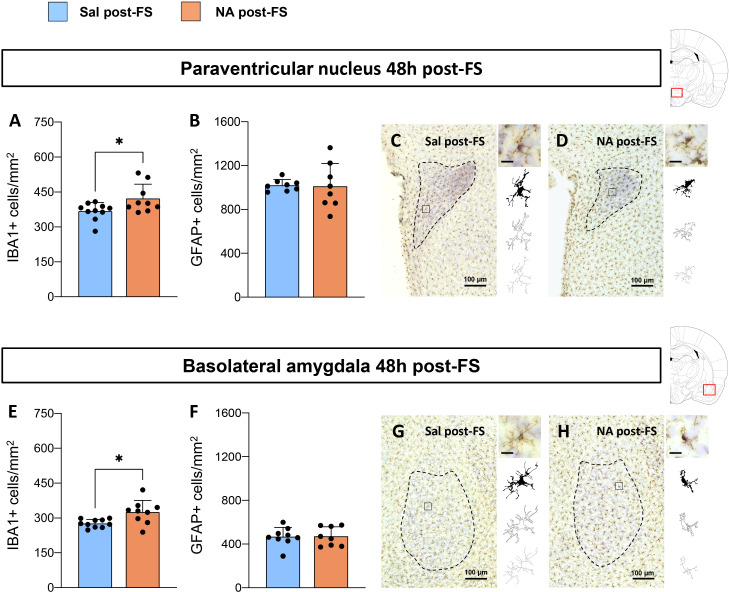 Figure shows bar graphs and histology images comparing cellcounts in the paraventricular nucleus and basolateral amygdala 48 hours post-forced swimming. Panels A and E show significantly higher IBA1-positive cells per squaremillimeter in the NA post-FS group versus Sal post-FS. Panels B and F show GFAPpositivecells are not significantly different. Panels C, D, G, and H display stained tissuesections with outlined regions and representative cell morphology. Scale bars are 100micrometers. Data are grouped by color-coded legend indicating Sal post-FS (blue) andNA post-FS (orange).