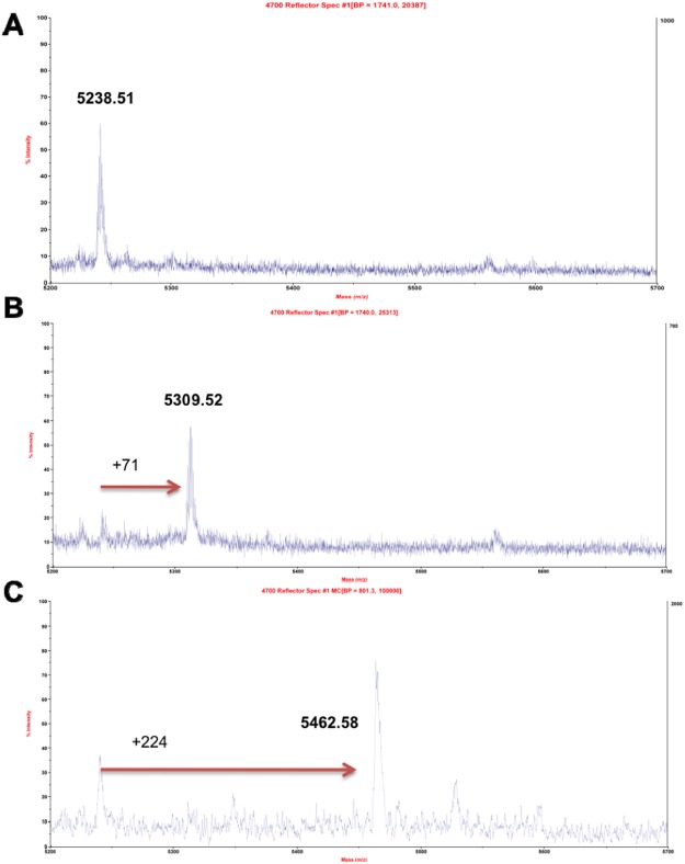 Ligand Assisted Protein Structure analysis with covalent inhibitors. Zoomed area m/z 5200–5700 of trypsin digested hΔ29-3-ABHD6. (A) Spectrum of the peptide containing the active-site serine residue. (B) Spectrum of the peptide containing the active-site serine residue modified by AM6701. (C) Spectrum of the peptide containing the active-site serine residue modified by WWL70.