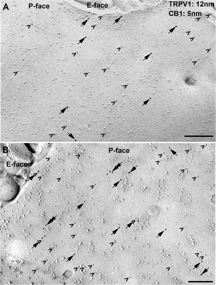 The SDS-FRL method reveals two major types of CB1 receptor and TRPV1 spatial distribution in DRG neurons.(A,B) Double immunogold labelling for TRPV1 (12 nm particles; arrows) and the CB1 receptor (5 nm; arrowheads) reveals that the immunoreactivity for both proteins is moderate (A) to strong (B) on the protoplasmic face (P-face) but not on the exoplasmic face (E-face) of plasma membrane of PSN. In some patches of putative somatic membrane of PSN, the great majority of immunoparticles for TRPV1 and CB1 are isolated from each other (A), whereas on other patches of the membrane immunoparticles for TRPV1 and CB1 form co-clusters (arrow + arrowhead in B). Note the occasional co-clustering of particles labelling TRPV1 (double arrows in B). Scale bars = 0.2 μm.
