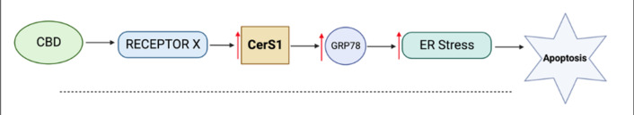Schematic diagram showing the mechanism of CBD in inducing CerS1 upstream of UPR and cell death. CBD acts through a receptor, currently unknown and enhances the upregulation of CerS1 and this initiates ER stress through master regulator GRP78 which activates UPR signalling, and this leads to downstream cell death