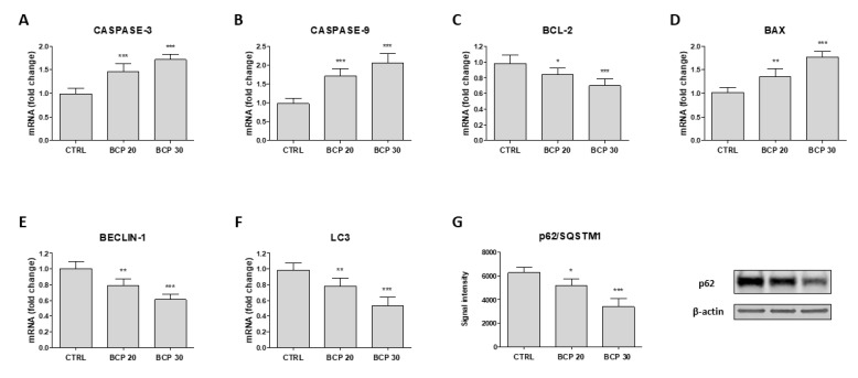 Effect of BCP on caspase-3 (A), caspase-9 (B), BCL-2 (C), BAX (D), BECLIN-1 (E), and LC3 (F) mRNA expression in U373 cells. (G) The graph represents p62/SQSTM1 protein expression. mRNA levels are calculated according to the 2−ΔΔCt method as fold change relative to normal controls. Treatment with BCP significantly reduced p62 protein expression compared to the control; the blots were quantified by densitometric analysis. The data are expressed as signal intensity and as means ± SD; * p < 0.05, ** p < 0.01, *** p < 0.001 vs. the control.