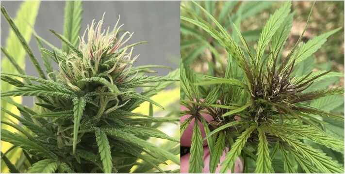 The Punto Rojo phenotype may describe anthocyanin deposition in the calyxes (left) or new shoots (right). Photos by Brett Pike.
