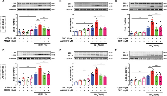 CBD-induced autophagy by CB1, CB2 and TRPV1 receptor activation in neural cells. The autophagic flux was evaluated in SH-SY5Y and murine astrocyte cells after 2 h of treatment with 10 µM CBD and/or with pre-treatment (30 min) with the respective CB1, CB2 and TRPV1 antagonists, AM 251, AM 630 and capsazepine (CPZ) (10 µM each), in the presence or absence of the lysosome inhibitor NH4Cl, added during the last hour of treatment. CBD potentiated LC3-II levels under NH4Cl blockade, which was reverted by AM 251, AM 630 and CPZ pre-treatment in both SH-SY5Y (A-C) and murine astrocyte (D-F) cells. Samples were subjected to western blotting using anti-LC3 and anti-GAPDH antibodies. Representative images of LC3-II are shown in the panels above the bar graphs. The bar graph data is reported as the means ± S.E.M of LC3-II levels after GAPDH normalization. Analysis was conducted with Three-way ANOVA followed by Sidak’s post-hoc test; *p < 0.05, ** p < 0.01 and ***p < 0.001. The statistical summaries for CBD versus antagonist comparisons are detailed in Supplementary Tables S1 and S2. Entire blots are presented in Supplementary Figure S2.