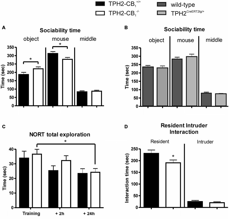 Social and object exploration. (A) In the sociability test, social exploration was reduced in mutant animals, whereas object exploration was increased as compared with control littermates. (B) In contrast to TPH2-CB1−/− mice, mice only possessing the CreERT2 transgene (TPH2CreERT2tg/+) did not show any behavioral alterations in the sociability paradigm as compared to their wild-type littermates. (C) No genotype differences were observed in the novel object recognition test (NORT), as both groups spent an equal amount of time exploring the objects. (D) The resident intruder (RI) test revealed that the social interaction initiated by mutant mice was reduced compared to control littermates. This reduction did not depend on the behavior of the C57BL/6N intruder as intruders showed the same interaction time towards both groups of residents. n[Sociability] = 18 WT+ 21 KO; n[NORT] = 12 WT + 11 KO, n[RI] = 30 WT + 30 KO; n[CreERT2] = 14 WT + 15 KO; 2-Way ANOVA with Bonferroni’s post hoc test; *p < 0.05.