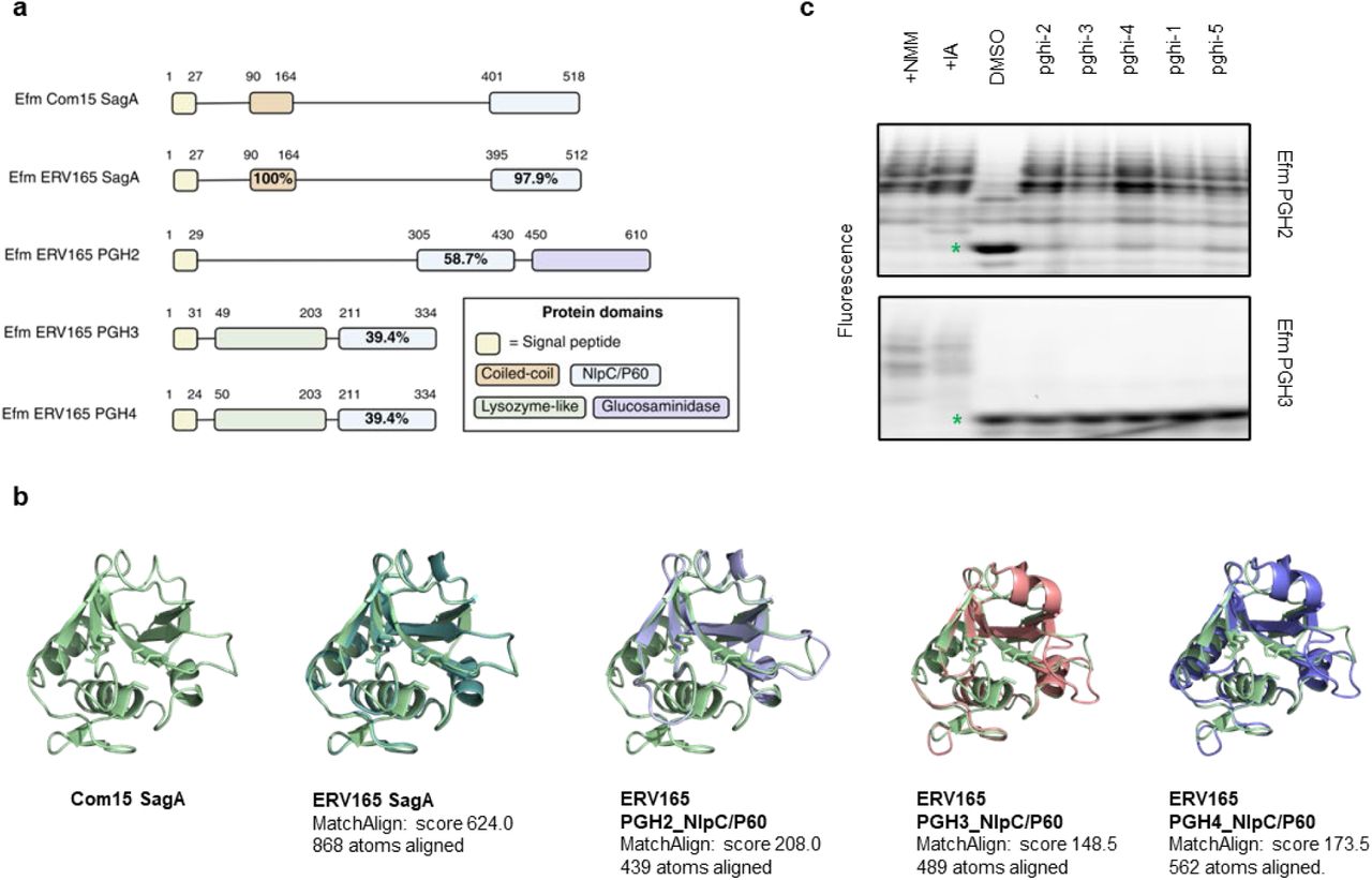 Enterococcus NlpC/P60 hydrolases.a, Comparison of primary sequence homology and domain architecture of SagA orthologs and SagA-like proteins from commensal and vancomycin-resistant E. faecium. Numbers above each bar are amino acid coordinates of the indicated domains, and percentages are amino acid sequence identity relative to Efm Com15 SagA. b, 3D homology modeling of SagA orthologs from commensal and vancomycin-resistant E. faecium. Predicted structure models for catalytic domains were generated in AlphaFold3. Predicted structures were aligned with published structure of SagA (PDB: 6B8C) in PyMOL. The amino acid residues of the SagA catalytic triad are shown using stick models in light green. MatchAligh score and number of atoms aligned are analyzed in PyMol and indicated. c, Native gel profiling assay of hydrolase activity of representative recombinant SagA orthologs containing NlpC/P60 domain from E. faecium and E. faecalis treated with sulfonyl fluorides. Green star indicates a major enzymatic product GlcNAc-MDP.