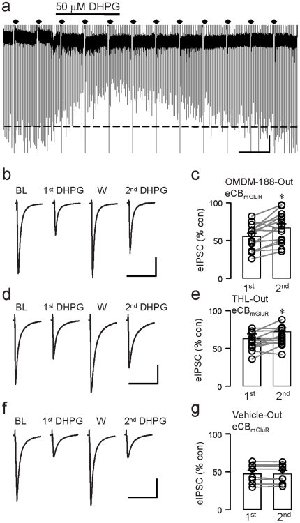 External application of DAGL inhibitors has minimal effects on eCBmGluR.(a) Sample trace showing eIPSCs (downward deflections) and DSI trials (diamonds) in external OMDM-188, 5 µM. Note DSI is abolished despite continued suppression of eIPSCs by DHPG. (b) Sample eIPSCs (each trace is the mean of 3) from the same cell in external OMDM-188. BL denotes the baseline response, and W, the response obtained after washing out DHPG. DHPG was applied twice at 20-min intervals starting ∼15–20 min after break-in. (d) As in (b), with THL in the saline. (f) As in (b), with vehicle only in the saline. (c)(e)(g) Group data for experiments in (b), (d), and (f), respectively (paired-t-tests). OMDM-188-Out, n = 15, p<0.01; THL-Out, n = 13, p<0.05; Vehicle-Out, n = 8, p>0.5. Scale: 20 ms/200 pA.