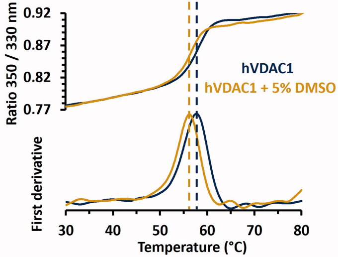 Thermal stability of hVDAC1 in LDAO micelles determined by NanoDSF in presence or absence of 5% DMSO. The S-shaped transition of the ratio of tryptophan fluorescence at 350 and 330 nm is displayed in the top figure while corresponding first derivatives are shown in the bottom figure. Inflection points, which correspond to the Tm, are indicated by dashed lines. Tm values were 57.60 ± 0.05 °C and 56.00 ± 0.07 °C in the absence or in the presence of 5% DMSO, respectively. Standard deviations were obtained by performing triplicates of each experiment.