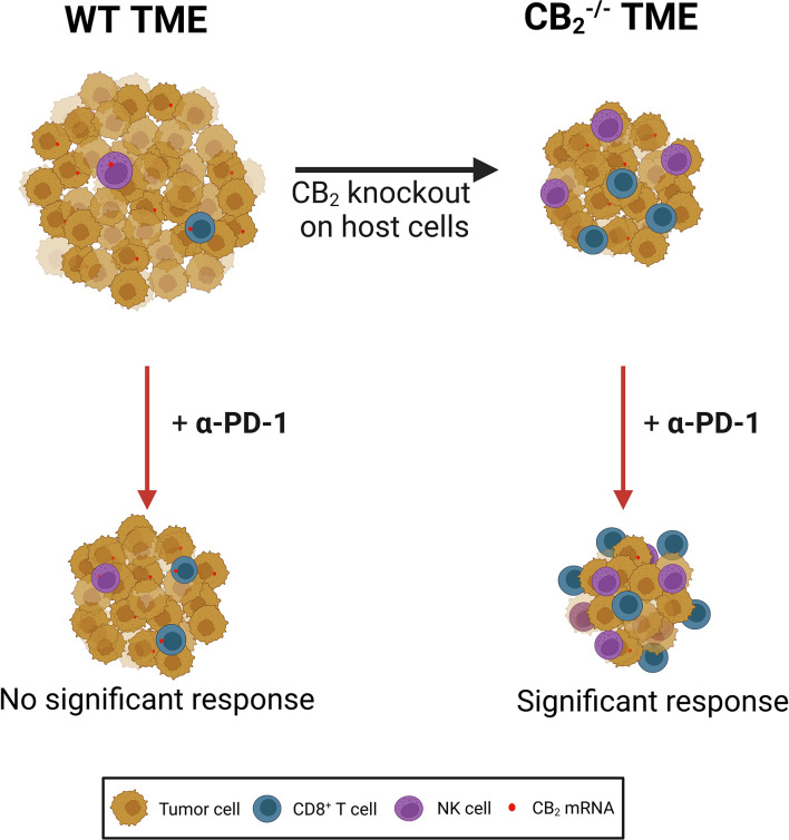 CB2 expressed on tumor microenvironment (TME) cells creates a pro-tumorigenic microenvironment by limiting the activity of cytotoxic lymphocytes in a mouse model of NSCLC. Deletion of the gene encoding CB2 on host cells results in a reduction of tumor growth as well as increased infiltration and local tumoricidal activity of CD8+ T and natural killer (NK) cells. CB2 knockout (CB2 -/-) mice responded significantly better to anti-PD-1 (α-PD-1) therapy than wild type (WT) mice. α-PD-1 therapy further increased accumulation of CD8+ T and NK cells in the TME of CB2 -/- mice. NSCLC, non-small cell lung cancer.