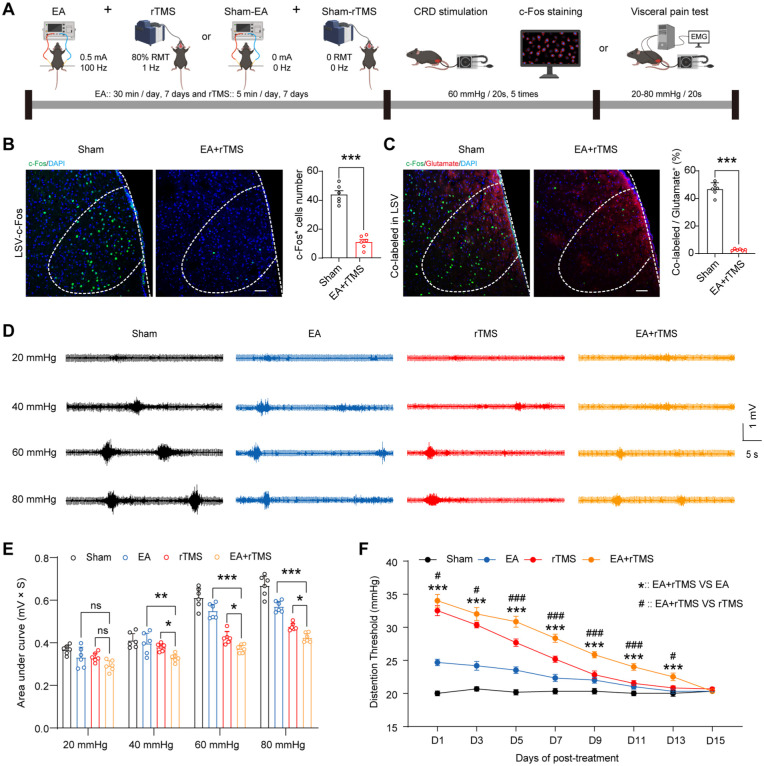 Scientific comparison of EA, rTMS, and combined EA+rTMS treatment effects on pain thresholds and nerve activity in mice.