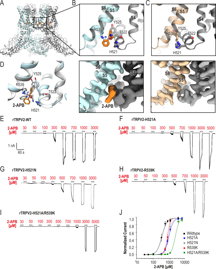 Identification and validation of 2-APB binding site.A Cartoon representation of TRPV22APB_IAC. Cartoon representation (upper panel) and map density (lower panel) of the 2-APB binding site in TRPV22APB_IAC (B) and TRPV2Apo1 (PDB 6U84) (C). One monomer is colored light cyan or wheat, the adjacent monomer is colored gray; 2-APB is colored orange. Maps contoured at σ = 5. D Structural comparison of the top 2-APB docking model (gray) and TRPV22APB_IAC (light cyan and orange). Representative whole-cell patch clamp current traces displaying a concentration-dependent activation of wildtype rat TRPV2 (E), His521Ala rat TRPV2 (F), His521Asn (G), Arg539Lys rat TRPV2 (H), and His521Ala/Arg539Lys rat TRPV2 (I) by 2-APB. Cells were held at −60 mV and increasing concentrations of 2-APB were applied. J Dose–response curves for 2-APB-evoked activation of wildtype rat TRPV2 (black, EC50 = 322 ± 27 μM n = 8), Arg539Lys rat TRPV2 (red, EC50 = 683 ± 78 μM, n = 4), His521Ala rat TRPV2 (blue, EC50 = 991 ± 131 μM, n = 8), and His521Ala/Arg539Lys rat TRPV2 (green, EC50 = 1753 ± 125 μM, n = 6). Data are shown as mean ± S.E.M. Current amplitudes were determined for each concentration and normalized to the maximal amplitude obtained with 3000 μM 2-APB. The solid lines represent fits calculated with the Hill equation. Source data are provided as a Source Data file.