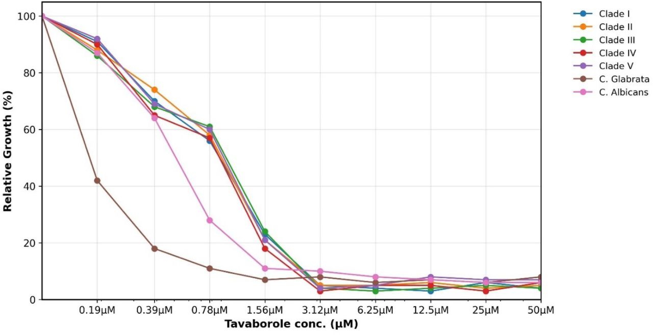 Antifungal susceptibility test of C. auris isolates from clades I-V, C. albicans and C. glabrata against Tavaborole using broth microdilution assay, MIC determined at lowest concentration achieving ≥90% fungal growth inhibition.