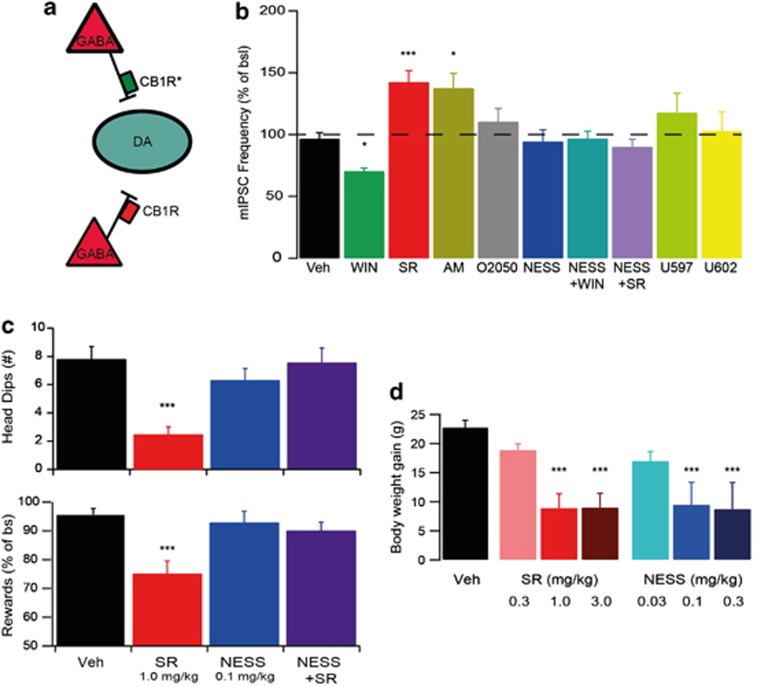 In vivo relevance of CB1R constitutive activity. (a) Ventral tegmental area dopamine (DA) neurons are regulated by cannabinoid 1 receptor (CB1R)-expressing GABAergic neurons. Some of these CB1Rs (green; CB1R*) are constitutively active, whereas others are not (red, CB1R). (b) In mouse brain VTA dopamine neurons, CB1R agonist WIN55,212-2 reduces GABAergic input (miniature inhibitory postsynaptic currents; mIPSCs), whereas the inverse agonists SR141716A (rimonabant) and AM251 increase such GABAergic inhibition. This inverse agonistic effect is presumably by suppressing CB1R constitutive activity, because neutral CB1R antagonists O-2050 and NESS0327 do not affect GABAergic input themselves, whereas the latter does block the effect of both CB1R agonist WIN55,212-2 and SR141716A. Indeed, the effect of the inverse agonists in this slice preparation is not due to the interference with endocannabinoid-CB1R signaling, because indirect agonists URB597 and URB602, which act by preventing the degradation of the endocannabinoids anandamide and 2-Ag respectively, were ineffective in slice preparation. (c, top) SR141716A reduces motivation for sucrose reward on a progressive ratio schedule. NESS0327 does not, but does block the effect of SR141716A. (Bottom) Similarly, SR141716A is anxiogenic in the elevated plus maze. NESS0327 is not, although it does block the effect of SR141716A. (d) SR141716A and NESS0327 reduce body weight gain to a similar extent. *P<0.05; ***P<0.001.