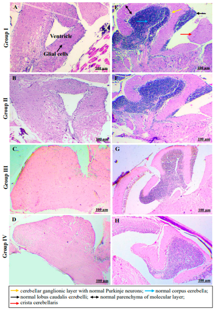 Representative hematoxylin and eosin (H,E)-stained photomicrographs showing sagittal section of hind brain tissues of zebrafish provide evidence of ventricle (A,B) and olfactory lobes (C,D) with normal architecture. The sagittal sections of cerebellum across all the groups show normal architecture (E–H) indicative of (at least) no acute brain damage upon treatments with C2 (high and mid-doses) (long term exposures need to be ascertained).