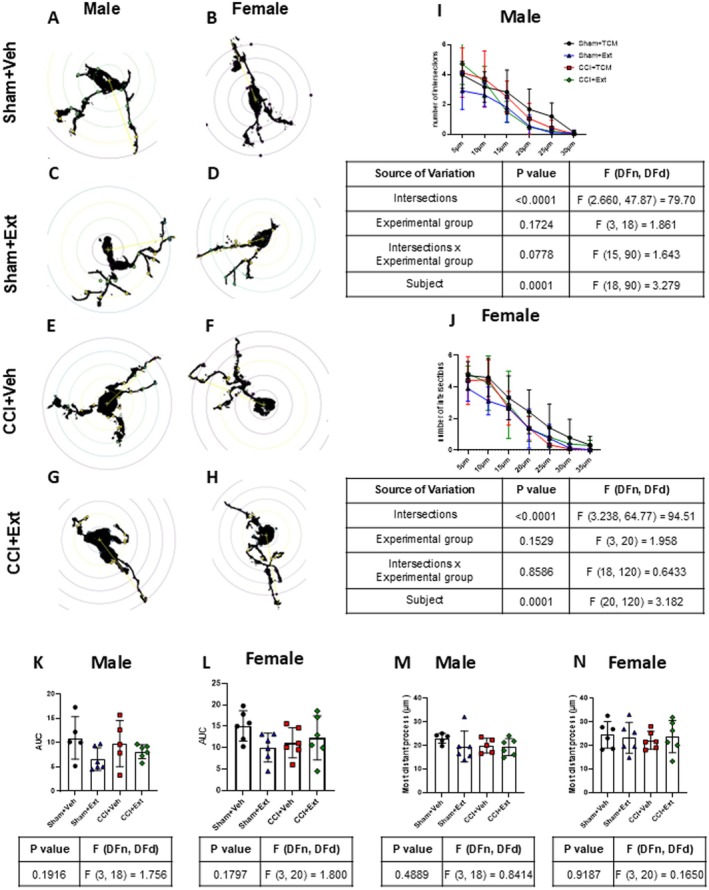 Microglial Sholl analysis reveals no morphological changes in dorsal spinal cord Iba‐1‐positive cells across experimental groups 22 days after surgery. Representative images of analysed microglial cells (A–H). Quantification of the number of intersections at 5 μm intervals from the cell body (I–J), the area under the curve derived from the intersection graphs (K, L), and the maximum projection length (M, N). Data were analysed using two‐way ANOVA followed by Tukey's post hoc test (I and J) or one‐way ANOVA followed by Šidák's post hoc test (K–N). Tables under the graphs show p values, F values and degrees of freedom from ANOVA tests. Values are expressed as mean ± standard deviation; n = 5–6 animals per experimental group.
