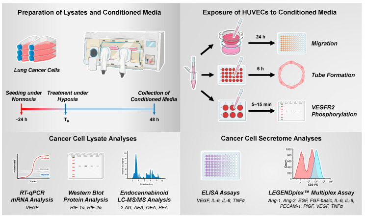 Experimental steps and methods for the generation and use of CM from hypoxic cancer cells and for the analysis of cancer cell lysates (Created with BioRender.com).