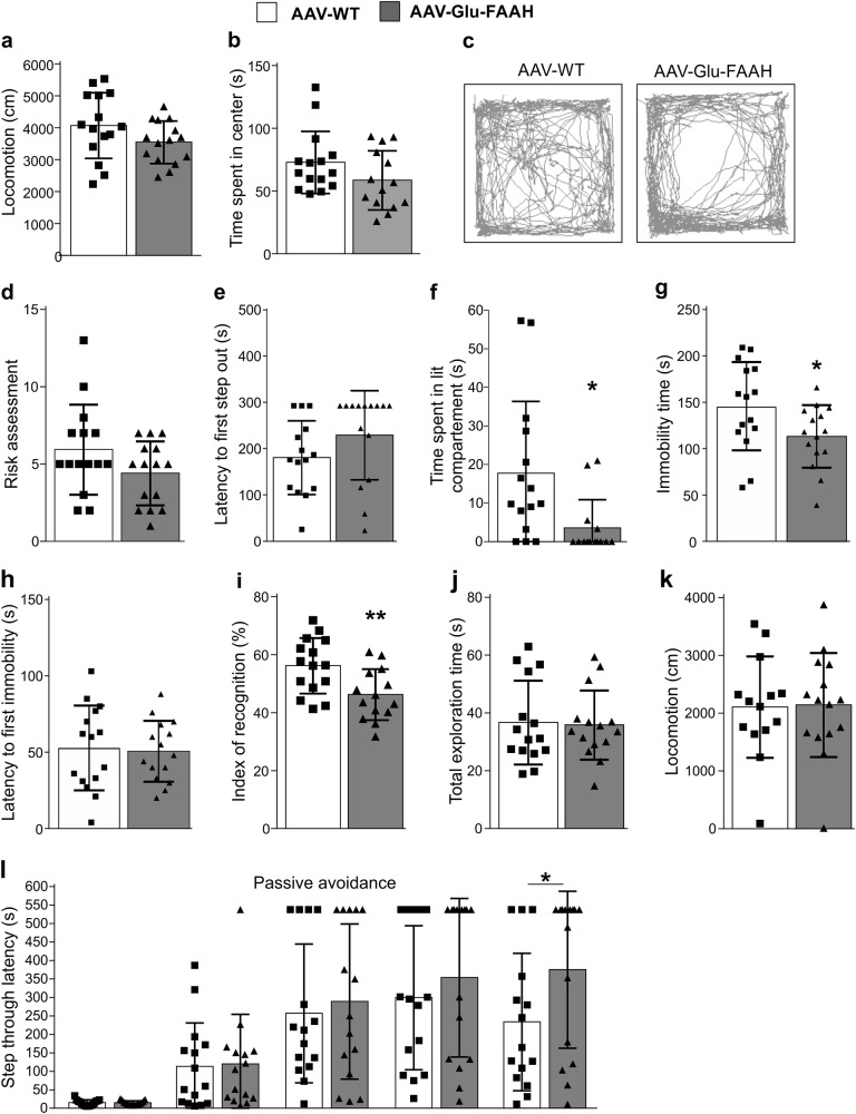Effect of FAAH overexpression on anxiety-like behavior and memory formation. a Animals tested in the open field test showed equal locomotor activity, although (b) AAV-Glu-FAAH mice tended to spend less time in the center than AAV-WT mice. c Representative movement pattern of individual mice exposed to the open field, showing a center-avoiding behavior in AAV-Glu-FAAH mice. d In the light dark test, AAV-Glu-FAAH mice showed unaltered risk assessments, (e) no change in latency to first step out, and (f) a decrease in time spent in the lit compartment. g In the forced swim test, AAV-Glu-FAAH mice were less immobile compared to control, whereas (h) the latency to first immobility was unchanged. (i) Spatial memory was assessed by the spatial object recognition test. AAV-Glu-FAAH mice showed a decrease in the index of recognition, while (j) total exploration time and (k) locomotor activity were not affected. (l) In the fear-motivated avoidance task AAV-Glu-FAAH mice displayed equal memory acquisition (first two bars), and equal step-through latencies 1 h, 24 h and 1 week after conditioning, but a significant increase in the step-through latencies 2 weeks after conditioning (last two bars). n = 15 mice per group. *p < 0.05, **p < 0.01, Student´s t-test and two-way repeated measures ANOVA with Sidak’s multiple comparison test. Values are expressed as means ± SEM. Statistical analysis details are reported in Supplementary Tables S2 and S4.