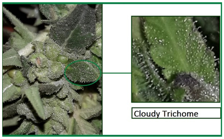 Morphological appearance of white or milky trichome of medicinal Cannabis.