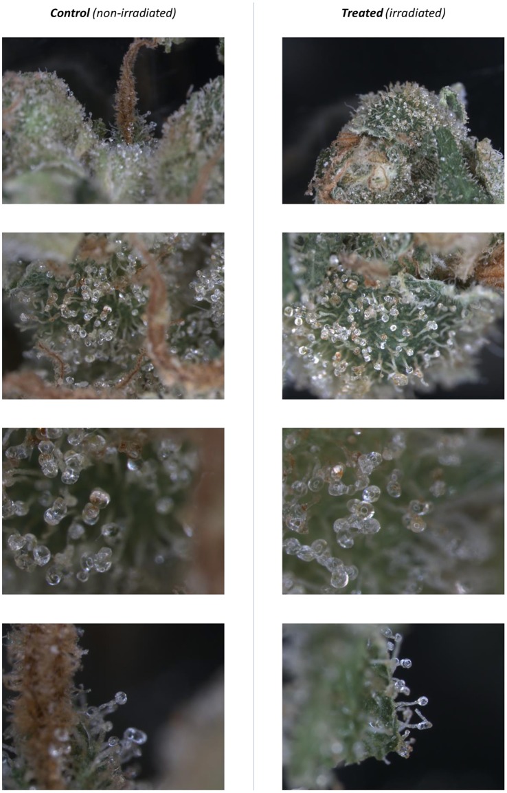 Microscopic images of trichomes (glandular hairs) before and after treatment with gamma-irradiation. Cannabis variety Bedrocan was used. Magnification ± 20–120 times.