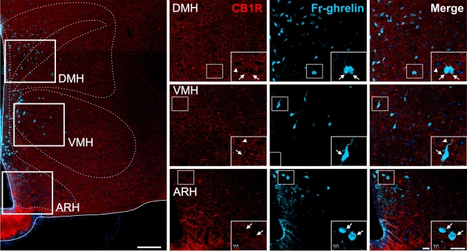 CB1R+ and Fr-ghrelin signals in the hypothalamus of WT mice centrally-injected with the fluorescent ghrelin analog. Representative microphotograph of brain coronal section of of WT mice ICV-injected with Fr-ghrelin (cyan) subjected to fluorescent immunostaining against CB1R (red) showing arcuate hypothalamic nucleus (ARH); ventromedial hypothalamic nucleus (VMH); dorsomedial hypothalamic nucleus (DMH). Cell nuclei were labeled with Hoechst (blue). Insets show high magnification images of the area marked in the low magnification image. Arrows mark cells showing double Fr-ghrelin+ and CB1R+ signals. Arrowheads point at stained CB1R+ signal that lack Fr-ghrelin+ signal. Scale bars: 100 µm (low magnification image) and 20 µm (high magnification images)