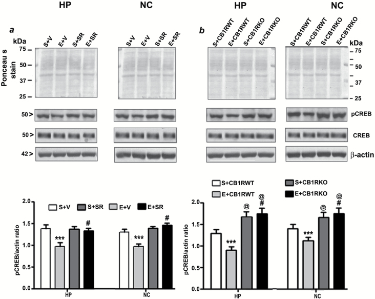 Pre-administration of SR141716A or genetic ablation of CB1Rs provides protection against P7 ethanol-induced inhibition of CREB phosphorylation in the adult mouse brain. (a) Hippocampal and neocortical nuclear extracts from the four treatment groups (S+V, E+V, S+SR and E+ SR) were subjected to Western blot to analyze the levels of pCREB and CREB (n = 8 mice/group; ***p < 0.001 vs. S+V; #p < 0.001 vs. E+V). (b) Additional Western blot analyses were performed to determine the levels of pCREB and CREB in the hippocampal and cortical nuclear extracts obtained from the P7 saline and ethanol-treated adult CB1RWT and KO mice. The representative blots are shown for the hippocampal and cortical nuclear extracts (n = 5 mice/group; ***p < 0.001 vs. S+CB1RWT; #p < 0.001 vs. E+ CB1RWT; @p < 0.001 vs. S+CB1RWT). Ponceau S staining and β-actin was used as a loading control. Two-way ANOVA with Bonferroni’s post hoc tests was used for statistical analysis. Each point is the mean ± SEM. HP, hippocampus; NC, neocortex.