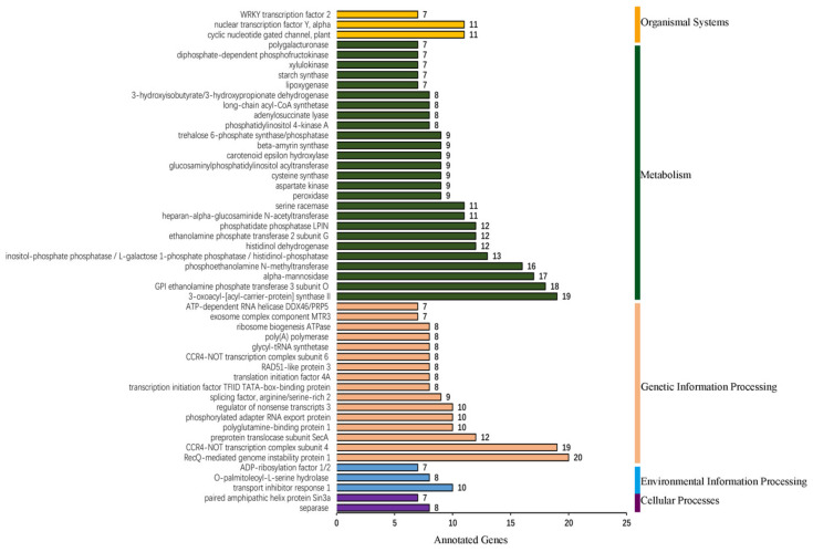 KEGG enrichment of miRNA targets.