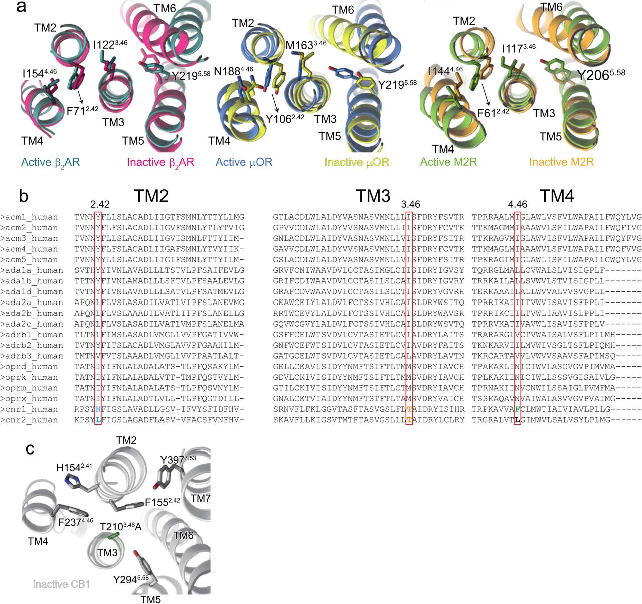a. Structural changes to TM2-3-4 upon activation in β2AR (Active, PDB code: 3SN6, teal and Inactive PDB: 2RH1, magenta), μOR (Active, PDB code: 6DDE, blue and Inactive PDB: 4DKL, yellow) and M2R (Active, PDB code: 6OIK, green and Inactive PDB: 3UON, orange).b. Alignment of GPCRs showing differences in residues at position 2.42, 3.46 and 4.46.c. In the inactive structure (PDB code 5U09, grey), residue 3.46 which is Thr in WT was mutated to Ala (coloured green) to aid in structural determination. This inactivating T2103.46A mutation is close to F1552.42 and might influence its conformation.