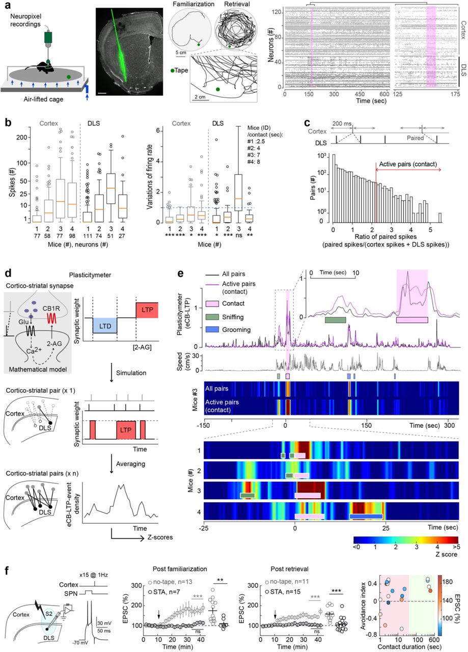 Cortico-striatal activity induced upon a brief contact with the sticky tape engages endocannabinoid-mediated LTPa, Acute Neuropixel 1.0 recordings in head-fixed mice in the MobileHomeCage (Methods). Coronal brain slice showing the Neuropixel trajectory, targeting somatosensory cortex and DLS. Scale bar: 0.5mm. Illustrative mouse trajectory at familiarization and retrieval with insert-zoom on the detours close to the tape at retrieval. Example (mouse#3) raster plot displays the spiking activity of cortical (grey) and DLS (black) units obtained after spike sorting (Kilosort-2.5) and manual curation (Phy-2.0); Contact period: overshadowed in pink. b, Boxplots of the absolute number of spikes emitted by cortical and DLS units, during short contacts (from 2.5 to 8 seconds), indicate a sparse activity (average median number of spikes in cortex: 7.25 and DLS: 12). Boxplots of the ratio of the firing rates during contact vs. baseline show that the contact does not induce an increase in number of spikes compared to the 95th centile observed during baseline. c, Identification of pairs of cortical and striatal neurons showing a high number of correlated spikes (±200ms) during tape contact. Active pairs correspond to the 5% of pairs showing the highest number of correlated spikes. d, The plasticitymeter uses a mathematical model of endocannabinoid-mediated STDP driven by paired spike trains from individual cortical and striatal units to predict the occurrence of eCB-LTP induction events. Simulations can be performed across all combinations of cortico-striatal pairs of neurons or across the active pairs. e, Plasticitymeter for a representative mouse (#3) and behavioral parameters, including mouse instantaneous speed, interactions with the tape or following contact. Plasticitymeter z-scores across all pairs or only active pairs show that the contact with the sticky tape is associated with a significant increase in eCB-LTP induction events (z-score >2 for every animal at contact time). Z-score maps are aligned to the start of contact. f, Ex vivo patch-clamp occlusion experiments in DLS SPNs of mice subjected to STA or no-tape conditions. STDP protocol: 15 cortico-striatal post-pre pairings at 1Hz (ΔtSTDP∼-15ms). The endocannabinoid system in DLS SPNs is engaged after contact with the sticky tape but not in the no-tape condition, after familiarization and retrieval (right). One-sample and two-sample Wilcoxon tests. Ex vivo plasticity related to avoidance index at retrieval (R) and contact duration at familiarization (Fam). Contact duration (<20 seconds: pink and >20 in green). Statistics are provided in the Methods. *p<0.05; **p<0.01; ***p<0.001.