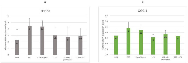 The relative mRNA expression levels (normalized to the glyceraldehyde-3-phosphate dehydrogenase and β-actin expression levels as the most accurate endogenous control gene) of (A) heat shock protein 70 (HSP70) and (B) 8-oxyguanine DNA glycosylase (OGG-1) in the jejunum tissue of chickens. The chickens were fed a control diet (CON), CON supplemented with 30 g of hemp extract/kg diet (CBD), CON diet and subjected to E. coli LPS and C. perfringens challenge (LPS and C. perfringens), and CON diet supplemented with 30 g of hemp extract/kg diet and subjected to E. coli LPS and C. perfringens (CBD + LPS and CBD + C. perfringens). Significant differences are indicated by different letters (p < 0.05). The error bars indicate the pooled standard deviations in each dietary treatment group for the eight chickens.
