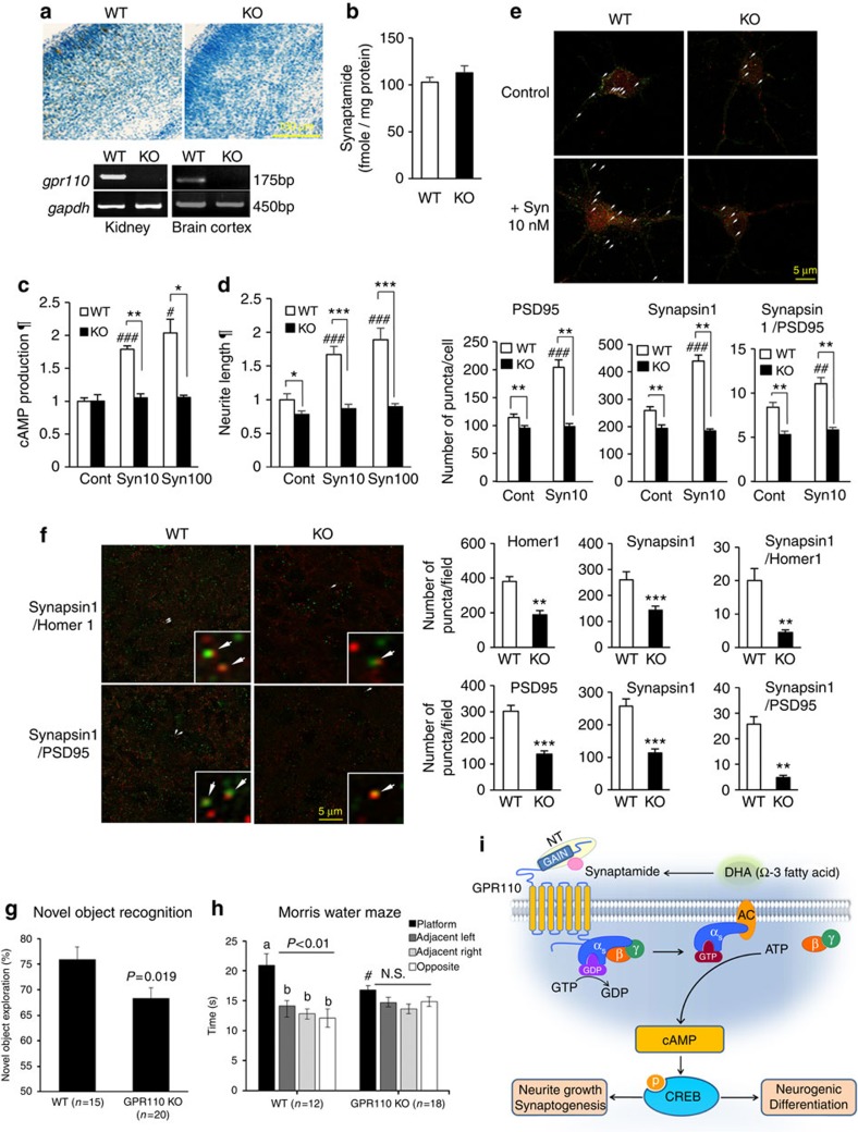 Synaptamide bioactivity abolished by GPR110 KO.No expression of gpr110 in GPR110 KO kidney and brain cortex indicated by PCR and in situ hybridization (a). The endogenous synaptamide level (mean±s.d., biological triplicates, n=3) in WT and KO P0 brains determined by mass spectrometry was comparable (b). In cortical neurons from KO mice, synaptamide up to 100 nM showed no effect on cAMP production (c) or neurite outgrowth (d). Co-localization analysis of presynaptic marker synapsin1 (red) and postsynaptic marker PSD95 (green) revealed increased synapses (overlapping puncta indicated by arrows) by synaptamide treatment in WT but not in KO cortical neurons (e). For quantification of synaptic protein puncta in primary neuron culture, 20 cells were microscopically scored per condition, and the data represent three independent experiments. In vivo synaptogenesis evaluated in cortical synaptic zone of P10 mouse brain showing severe loss of synapsin1, Homer1 and PSD95 puncta as well as synapsin1/Homer1 or synapsin1/PSD95 colocalizing puncta in the KO brain, indicating significant loss of synapses (f). KO animals exhibited significantly reduced recognition memory (g) and spatial memory compared with WT (h). Schematic representation of synaptamide signalling (i). DHA-derived synaptamide binds to GPR110 which in turn triggers Gαs activation, cAMP increase and CREB phosphorylation to promote neurite growth, synaptic protein expression and NSC neurogenic differentiation. Data represent three (a–e) and two (f) independent experiments. Values are means±s.e.m. of biological triplicates (n=3) unless specified otherwise. *P<0.05, **P<0.01, ***P<0.001, #P<0.05, ##P<0.01, ###P<0.001 versus corresponding control (c–e) or WT platform quadrant time (h) by unpaired Student t-test. For the comparison of the time in four quadrants within the WT or KO group (h), one-way ANOVA followed by Tukey post hoc test was used with the statistical significance at P<0.05. Means designated with the same letter (a or b) are not significantly different. NT, N-terminus. N.S., Not significant. ¶, relative to control. Scale bars, 100 μm (a) and 5 μm (e,f).