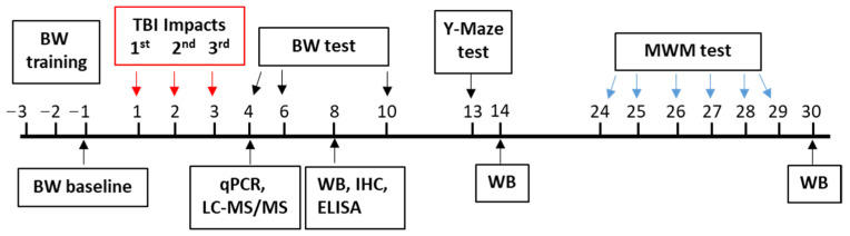 Schematic diagram of the experimental designs. The red arrows represent the days when the first, second, and third TBI was delivered. The repetitive closed head injury was established using an electromagnetic controlled stereotaxic impact device. BW, beam walk; qPCR, quantitative polymerase chain reaction; LC-MS/MS, liquid chromatography with tandem mass spectrometry; WB, western blot; IHC, immunohistochemistry; ELISA, enzyme-linked immunoassay; MWM, Morris water maze.